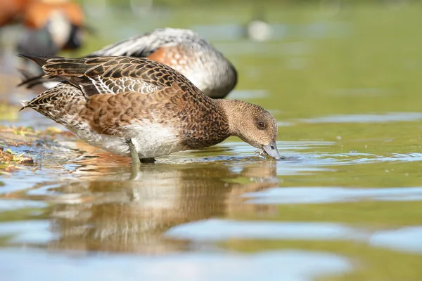 奇洛埃 wigeon，mareca sibilatrix — 图库照片