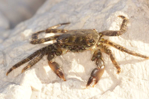 Cangrejo de roca de mármol, Cangrejo — Foto de Stock