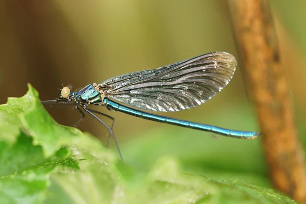 Banded demoiselle - Damselfly — Stock Photo, Image