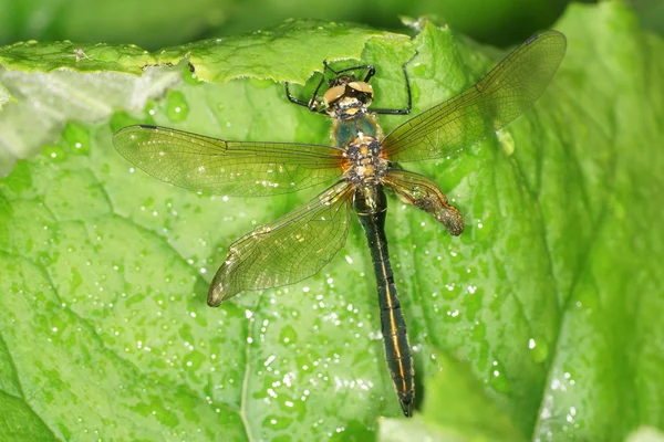 Smeraldo brillante - libellule — Foto Stock