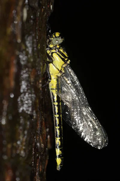 Χρυσή-δακτυλιώθηκε dragonfly - λιβελλούλες — Φωτογραφία Αρχείου