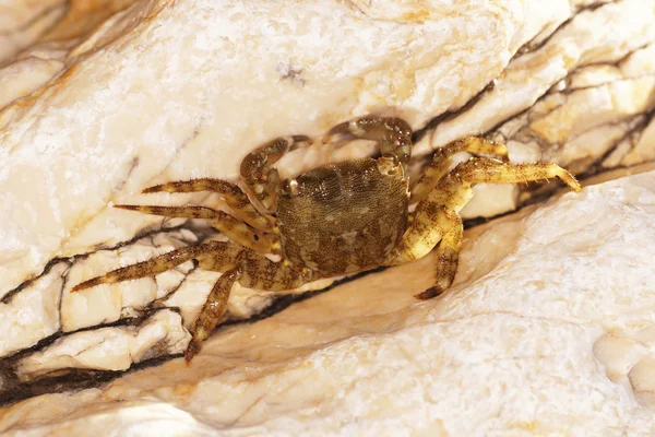 Cangrejo de roca de mármol, Cangrejo —  Fotos de Stock