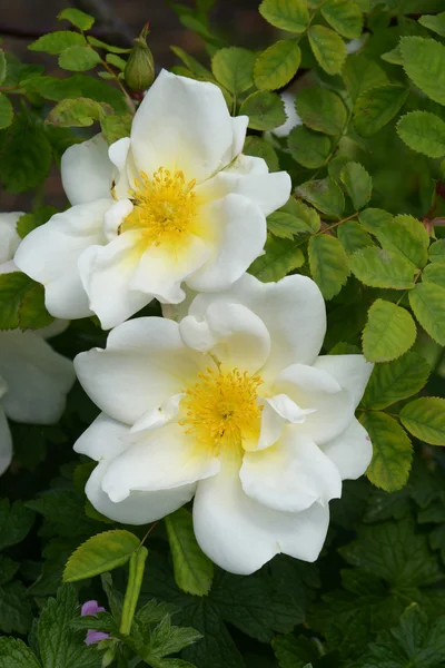 Flores - Rosa — Fotografia de Stock