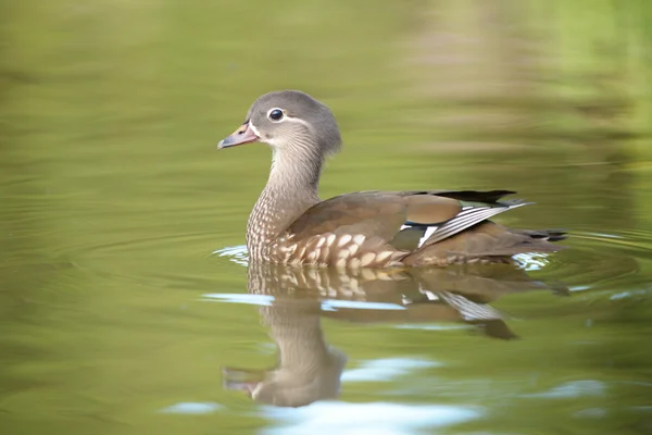 Mandarin Duck - Female — Stock Photo, Image
