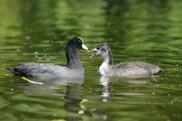 Eurasian Coot with nestling — Stock Photo, Image