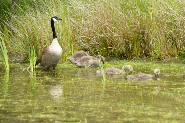 Ganso de Canadá con polluelos —  Fotos de Stock