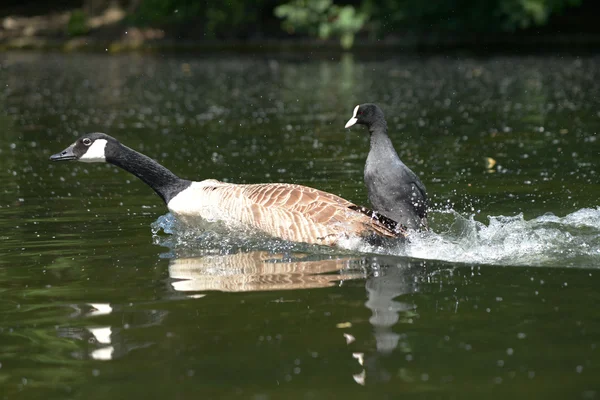 SURFING - Coot on Canada Goose — Stock Photo, Image
