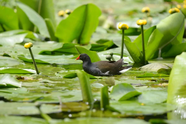 Moorhen in the Water Lilies — Stock Photo, Image