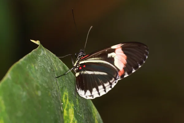 Schmetterling - roter Postbote — Stockfoto