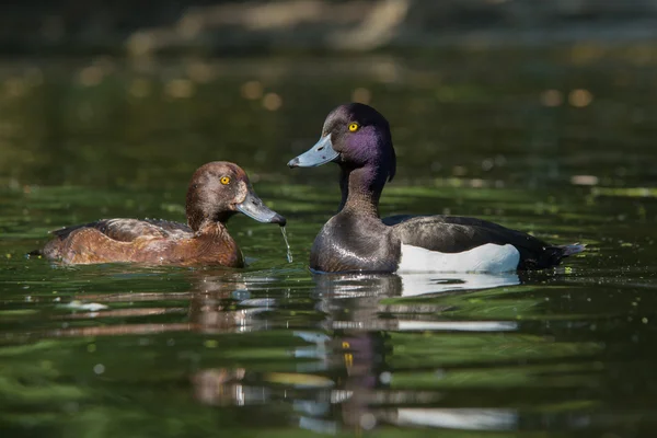 Tepeli ördek - Çift — Stok fotoğraf