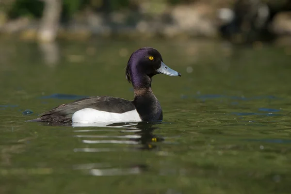 Tufted Duck - Männchen — Stockfoto