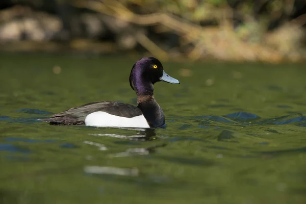 Tufted Duck - Мужчина — стоковое фото