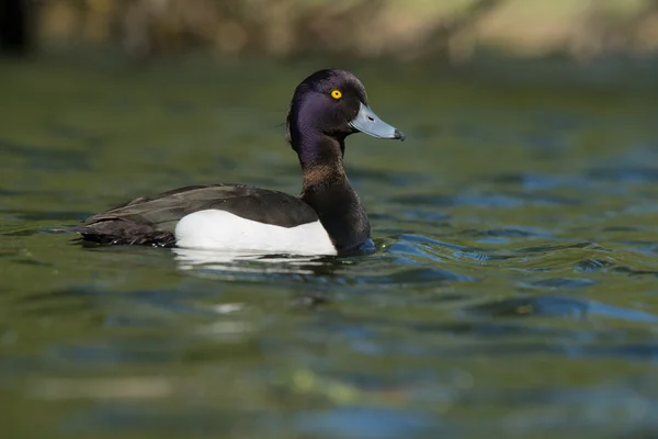 Tufted Duck - Männchen — Stockfoto