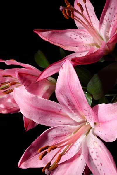 Lilium, lilie, lilie, lilium candidum — Stock fotografie