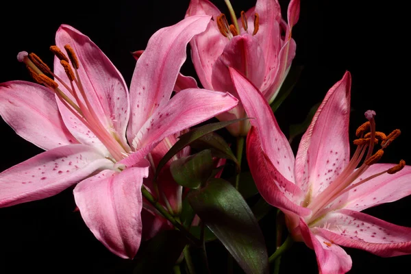 Lilium, lilie, lilie, lilium candidum — Stock fotografie