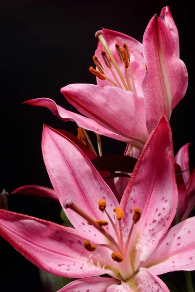 Lilium, liliom, a liliom lilium candidum — Stock Fotó