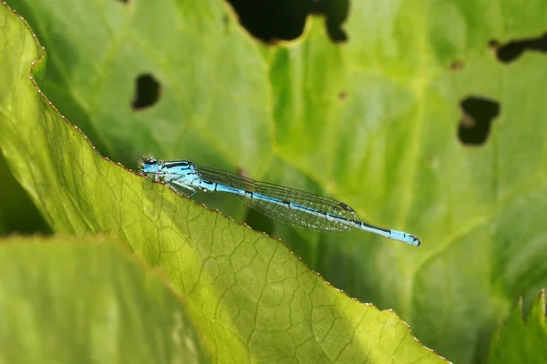 Damisela azul — Foto de Stock