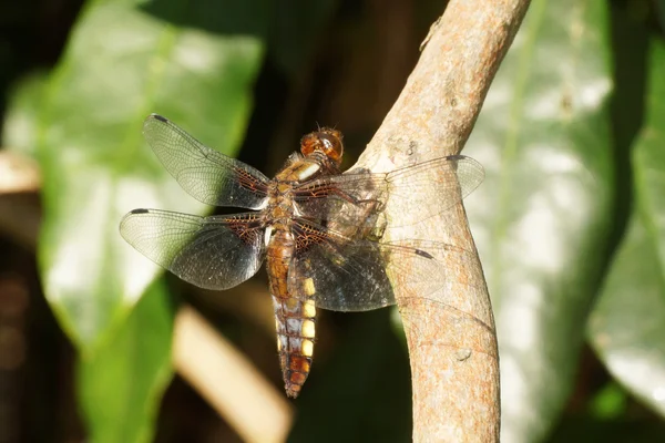 Broad-bodied Chaser — Stock Photo, Image