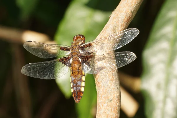 Broad-bodied Chaser — Stock Photo, Image