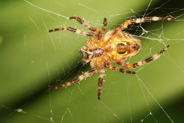 Garden Spider — Stock Photo, Image