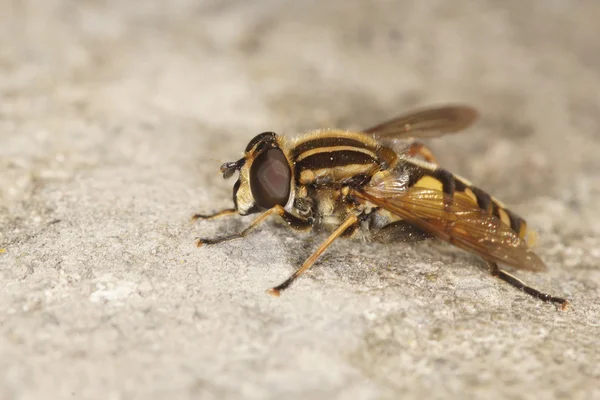 Αιωρηθείτε τη μύγα, μύγα φτερουγίζω — Φωτογραφία Αρχείου