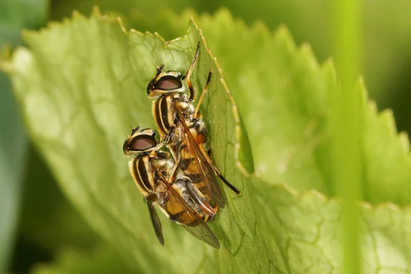 Hover fly, hover-fly. Couple in the act of copulation. — Stock Photo, Image