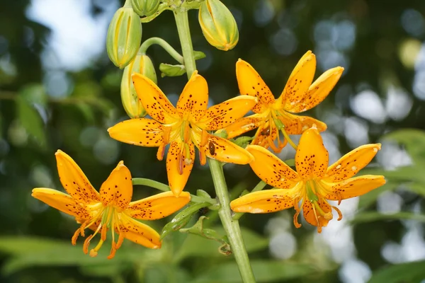 Lilium, Lily, Lilies, Lilium candidum — Stock Photo, Image