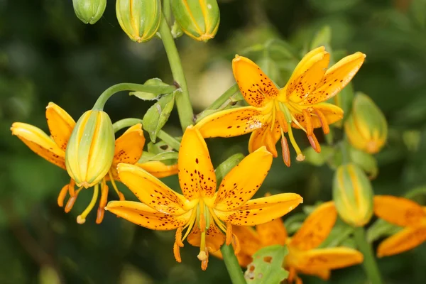 Lilium, Lily, Lilies, Lilium candidum — Stock Photo, Image