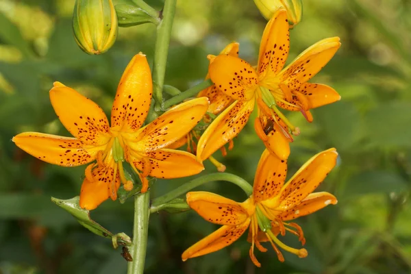 Lilium, Lily, Lilies, Lilium candidum — Stock Photo, Image