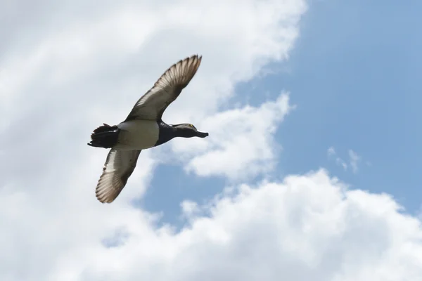 Canard touffu - mâle en vol . — Photo