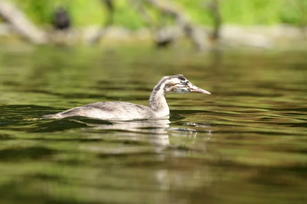 Great Crested Grebe - nestling. — стокове фото