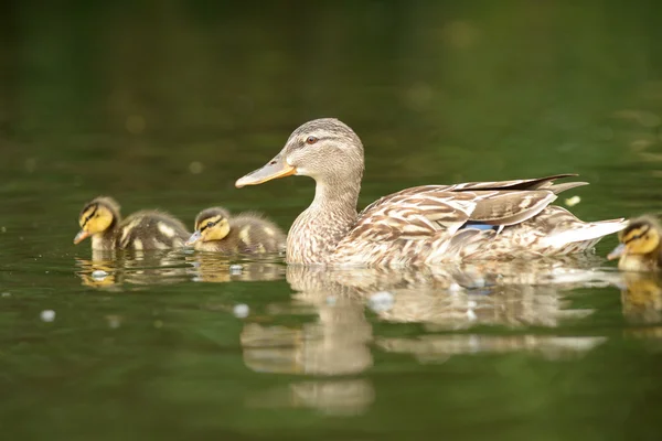 Mallard - Hembra con polluelos . — Foto de Stock