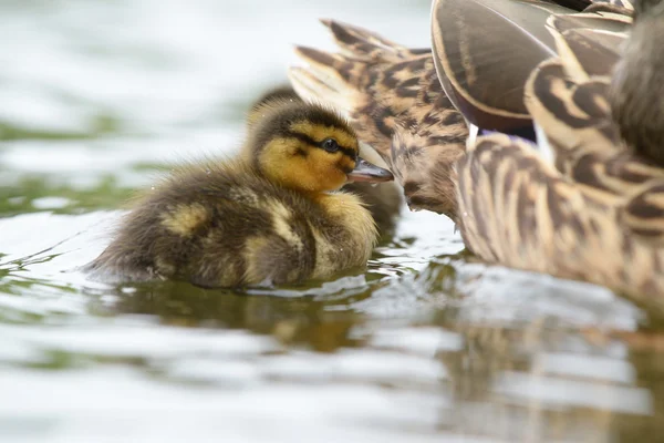 Canard colvert - Femelle avec oisillons . — Photo