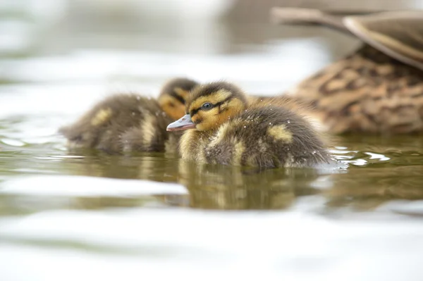 Mallard - Kvinde med unger . - Stock-foto