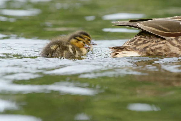 Mallard - Feminino com ninhos . — Fotografia de Stock