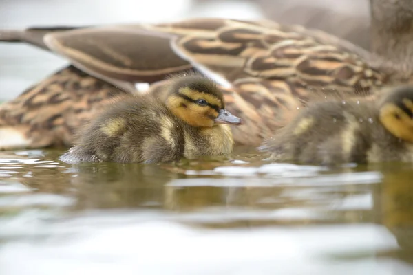 Mallard - Hembra con polluelos . —  Fotos de Stock