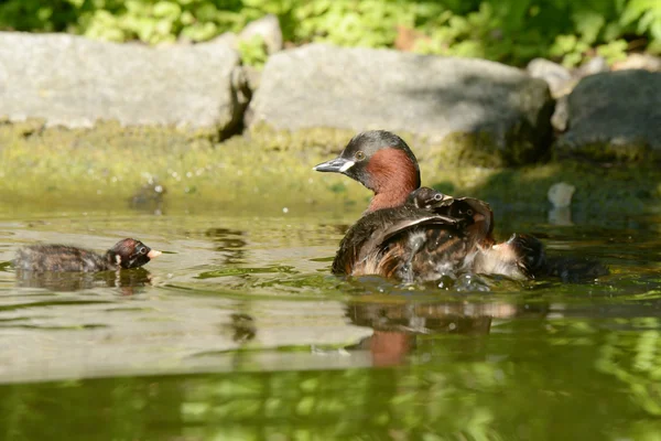 Potápka malá s mláďata. — Stock fotografie