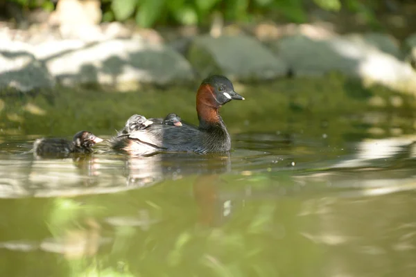 Little Grebe with nestlings. — Stock Photo, Image