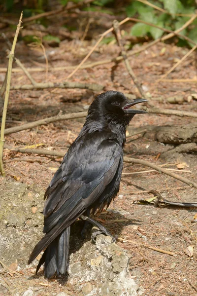 Oiseaux - Corneille noire, Corvus corone — 图库照片