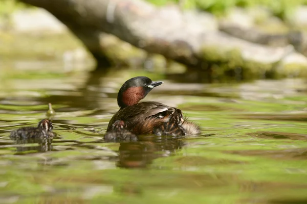 Little Grebe with nestlings. — Stock Photo, Image