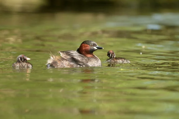 Pequeño Grebe con polluelos . — Foto de Stock