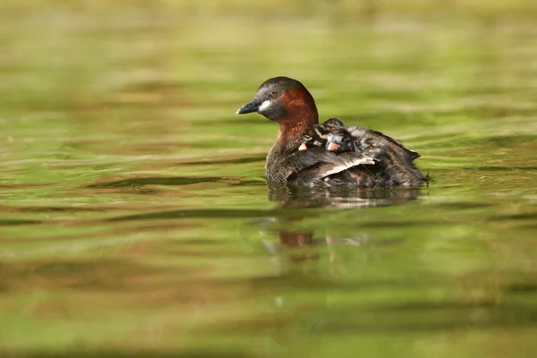 Haubentaucher mit Nestlingen. — Stockfoto