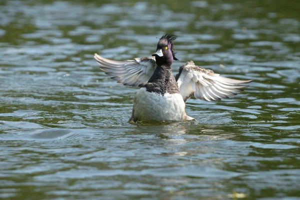 Tufted Duck - Männchen — Stockfoto