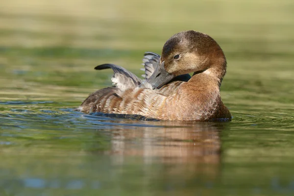 Common Pochard, Pochard - женщина — стоковое фото