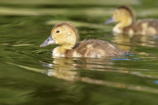 Pochard común, Pochard - nestling —  Fotos de Stock