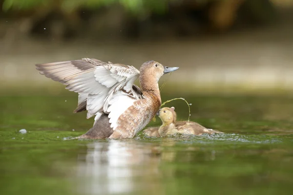 Pochard, Pochard - Weibchen mit Nestlingen — Stockfoto