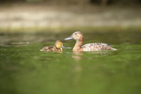 Pochard común, Pochard - hembra con polluelos — Foto de Stock