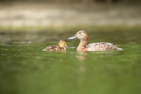 Pochard commun, Pochard - femelle avec oisillons — Photo