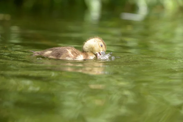 Pochard comum, Pochard - ninhos — Fotografia de Stock