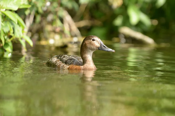 Pochard comum, Pochard - fêmea — Fotografia de Stock